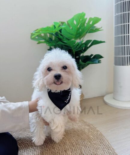 Adorable small white dog with black bandana sitting indoors on a cozy rug.