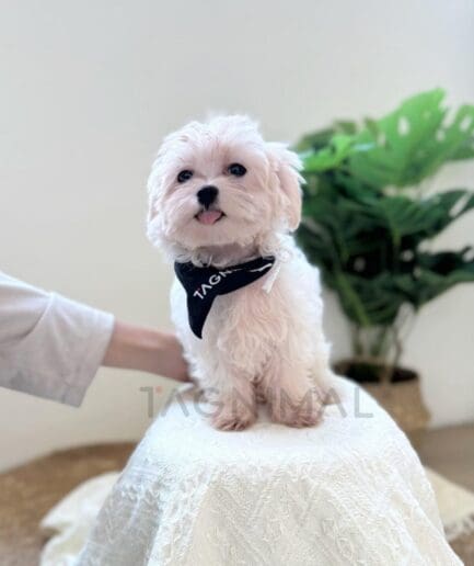 Adorable white Maltese dog with black bandana sitting on soft blanket indoors.