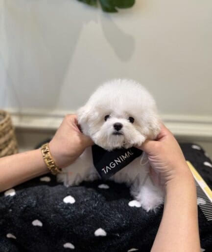 Fluffy white puppy after grooming wearing black bandana on cozy heart-patterned blanket.