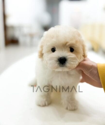 Adorable fluffy white puppy sitting indoors on a bed, looking cute and playful.