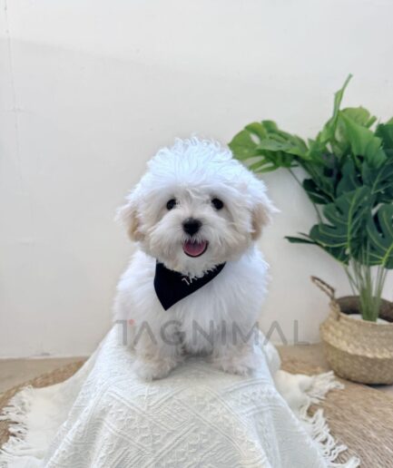 Adorable white fluffy puppy sitting on cozy blanket with green plant in background.