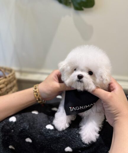 Fluffy white Bichon Frise puppy wearing black bandana sitting on polka dot blanket.