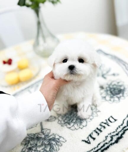 Adorable white Maltese puppy sitting on cozy floral blanket in bright home setting.