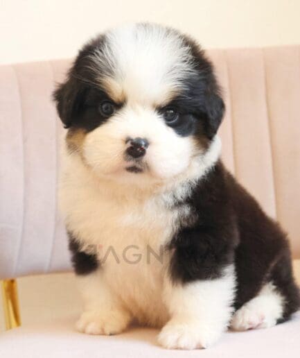 Adorable fluffy puppy sitting on a pink chair indoors.
