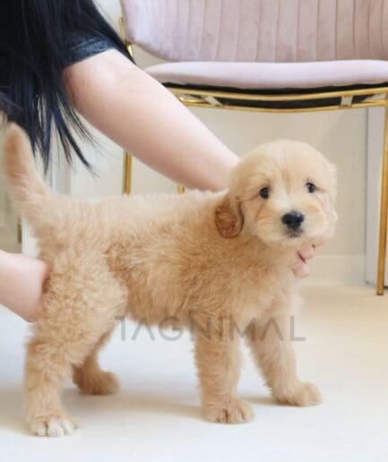 Cute golden doodle puppy indoors on light floor with gentle hands and warm lighting.