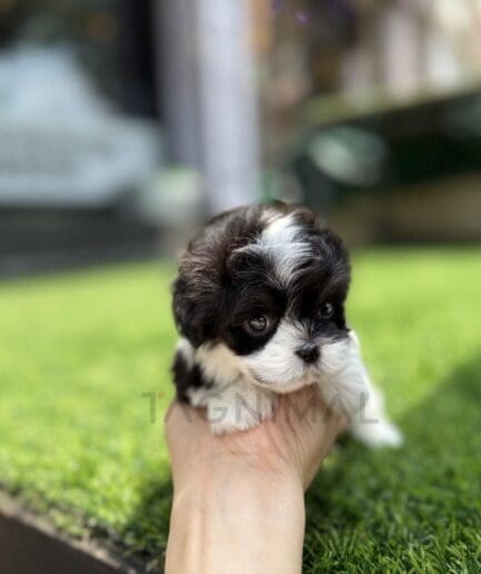 Tiny black and white puppy resting in a hand on green grass outdoors.