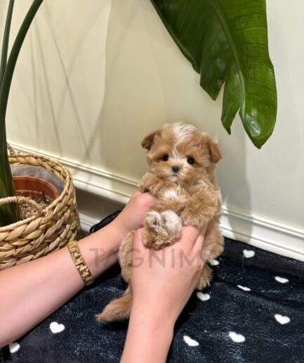 Adorable tiny brown puppy held gently in hands indoors with plants in background.