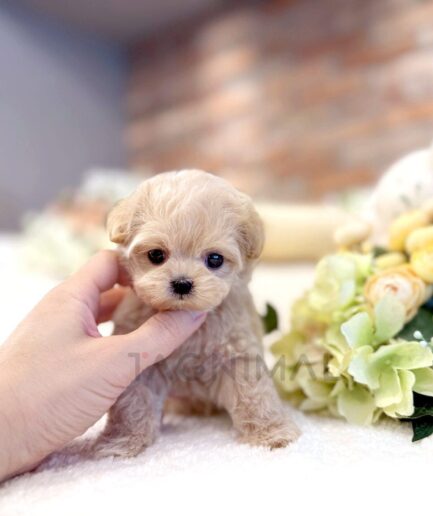 Adorable tiny cream puppy sitting on soft white surface with gentle hand and flowers.