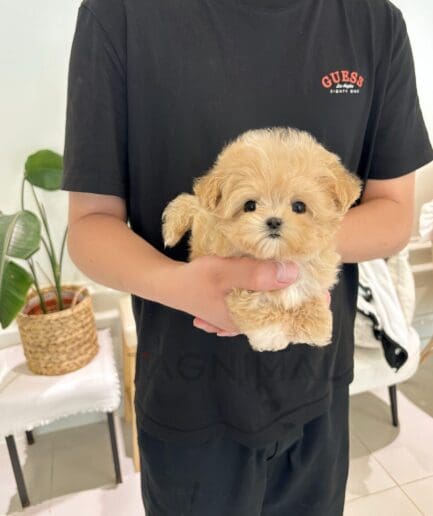 Person holding tiny fluffy caramel puppy indoors.