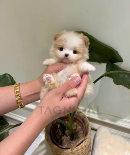 Adorable tiny fluffy puppy held gently in caring hands with soft natural lighting.