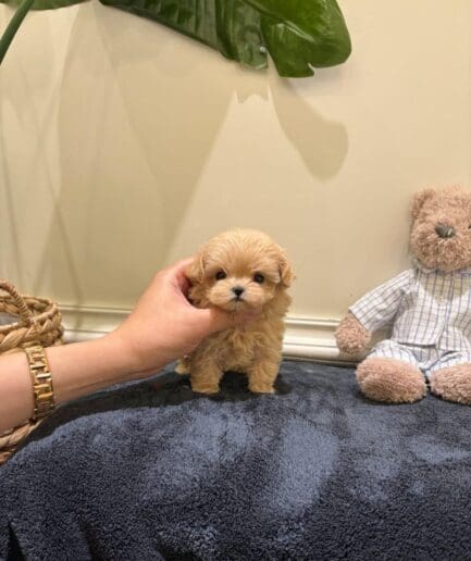 Adorable tiny golden puppy on a soft blue towel beside a teddy bear.