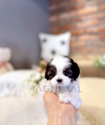 Adorable tiny white and black puppy held gently in a cozy home setting.