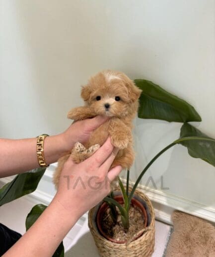 Adorable fluffy tan puppy gently held in human hands indoors with warm natural light.