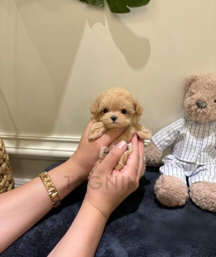 Adorable cream-colored puppy held in caring hands beside a cozy teddy bear.