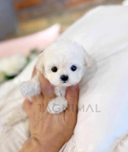 Adorable tiny white fluffy puppy resting gently in a person’s hand.