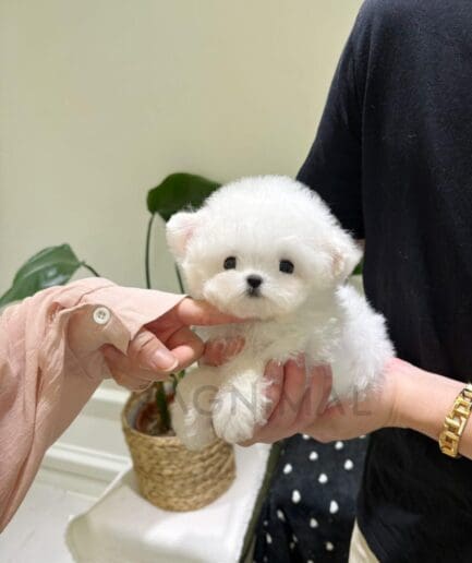 Cute fluffy white puppy being gently held by hands indoors.