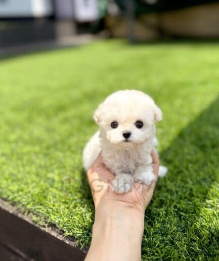 Adorable tiny white fluffy puppy sitting gently on a person’s hand outdoors.