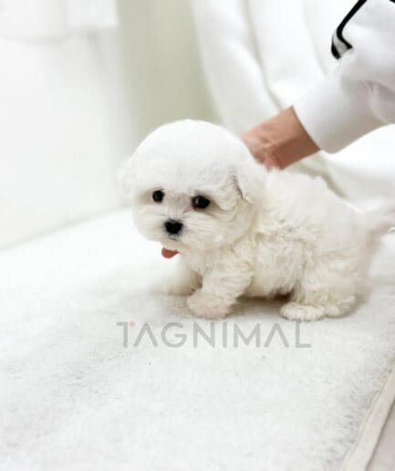 Adorable tiny white fluffy puppy on soft blanket with gentle human hand.