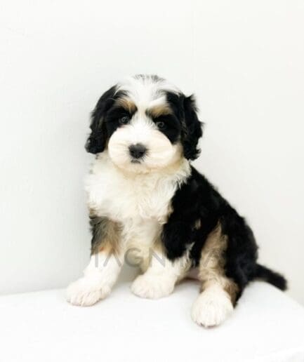 Adorable tricolor Bernedoodle puppy sitting on white background with fluffy fur and gentle eyes.