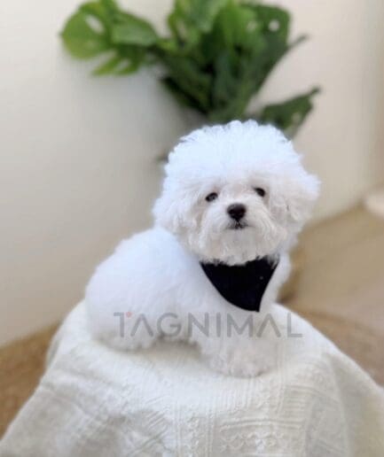 Fluffy white bichon dog sitting on a cream blanket beside green indoor plant.