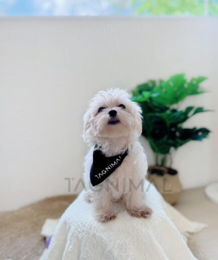 Cute white Maltese dog wearing black bandana sitting on soft blanket beside green plant.