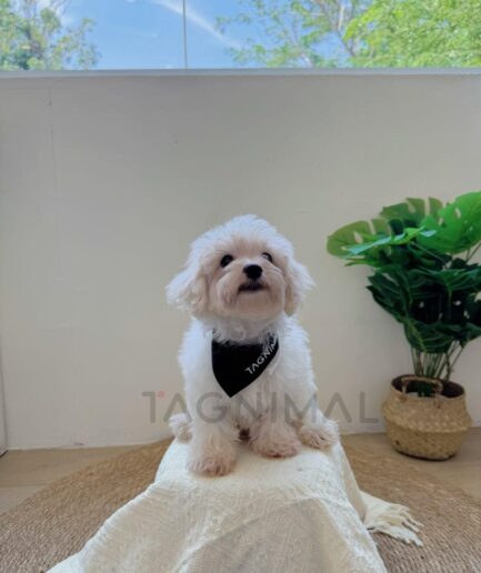 Cute white fluffy dog sitting on cozy blanket by sunny window with indoor plants.