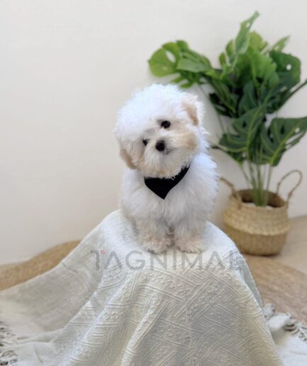 Cute white fluffy puppy wearing black bandana sitting on cream blanket beside green plant.