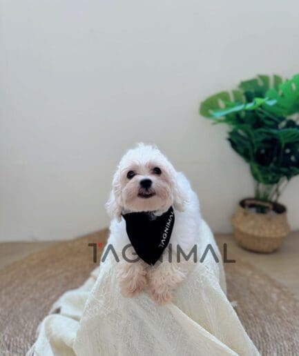 Cute white fluffy dog wearing black bandana sitting on cream fabric indoors.