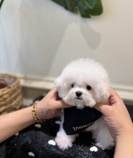 Adorable white fluffy puppy sitting on a black blanket with gentle hands holding it.