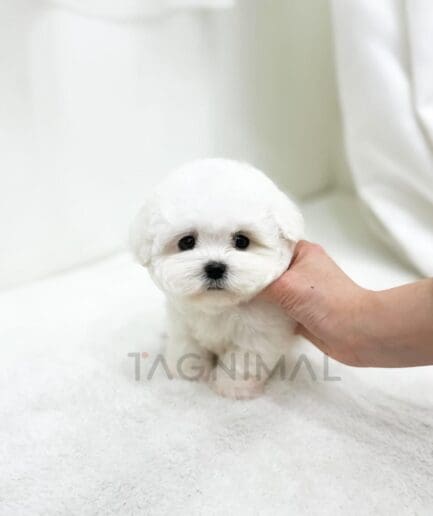 Cute small white fluffy puppy on soft blanket with gentle human hand.