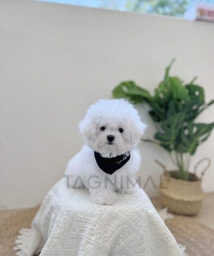 Fluffy white puppy sitting on cozy blanket beside green houseplant in bright minimal room.