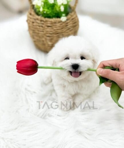 Cute white fluffy puppy playing with red tulip on soft white fur background.