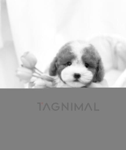 Curly brown and white puppy sits in a cream basket beside pink tulips.