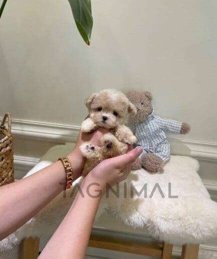 Adorable cream-colored puppy held gently in hands beside a teddy bear on a cozy setup.