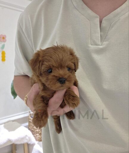 Adorable tiny brown puppy gently held in a person’s hand indoors.