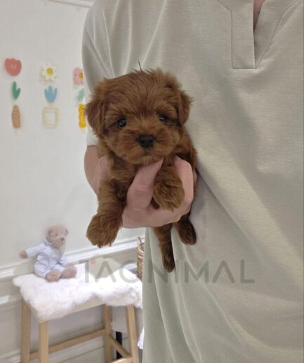 Adorable brown puppy being gently held indoors in a cozy, warm home setting.