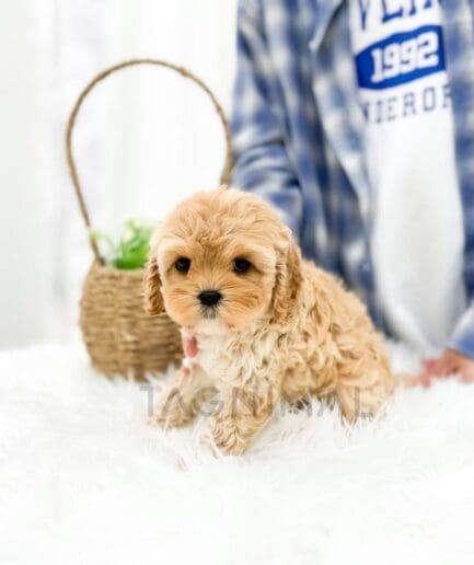 Adorable caramel puppy sitting on a fluffy white blanket beside a cozy wicker basket.