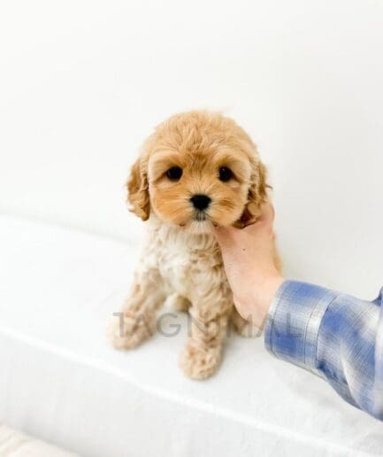 Adorable golden Cavapoo puppy sitting on white bed with gentle hand support.