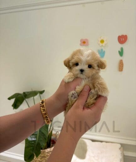 Adorable tiny puppy cradled in gentle hands indoors with soft lighting and cozy background.