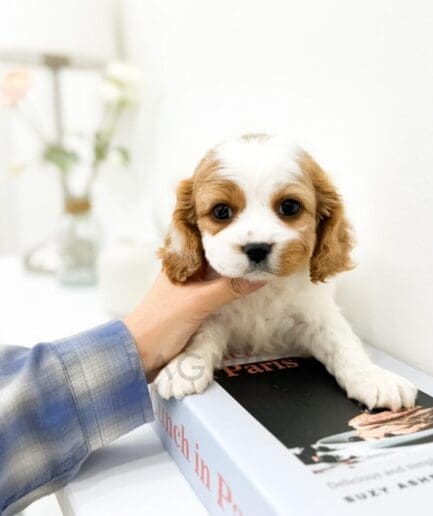 Cute Cavalier King Charles Spaniel puppy sitting on a book indoors.