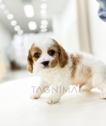 Adorable Cavalier King Charles Spaniel puppy standing indoors on a bright floor.