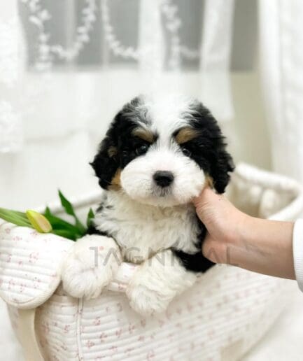 Adorable tricolor Bernedoodle puppy sitting in a white woven basket with soft pink details.