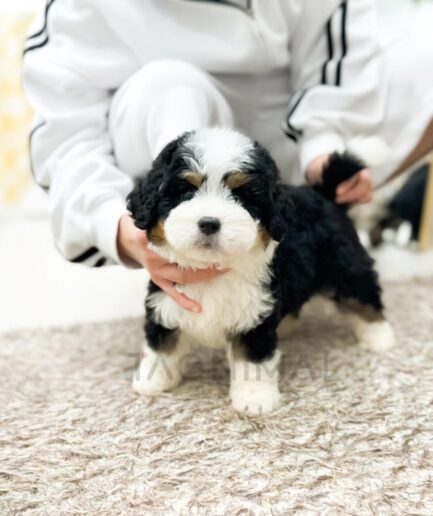 Adorable tricolor puppy standing on soft beige carpet with person gently supporting it.