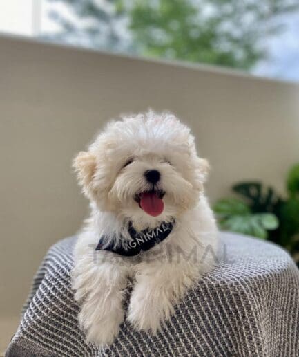 Fluffy white dog smiling on gray blanket outdoors.