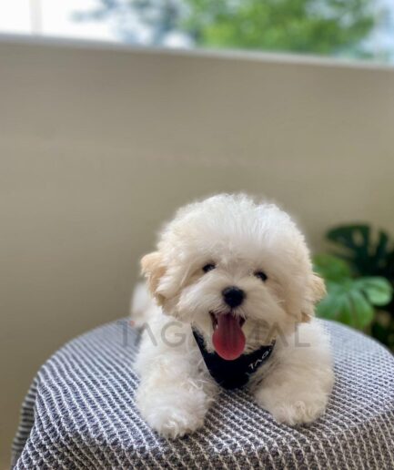 Fluffy white dog with black bandana sitting on checkered blanket outdoors.
