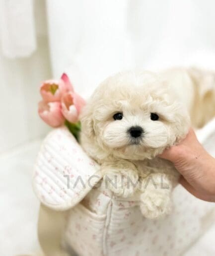 Adorable white puppy in a quilted bag with pink tulips and gentle lighting.
