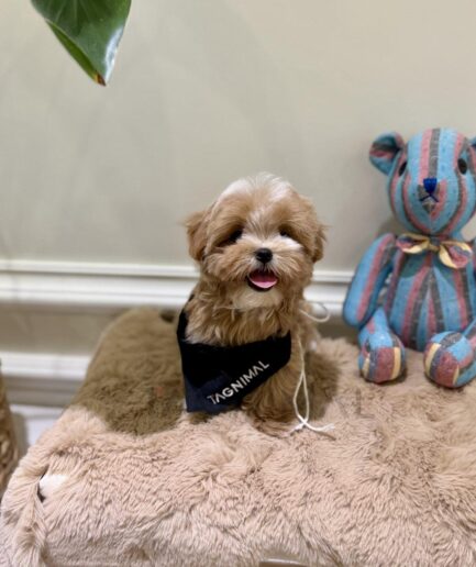 Adorable fluffy puppy with bright eyes and soft fur.