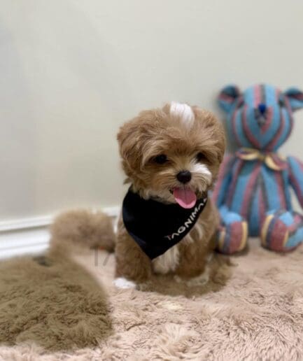 Adorable fluffy puppy with bright eyes and soft fur.
