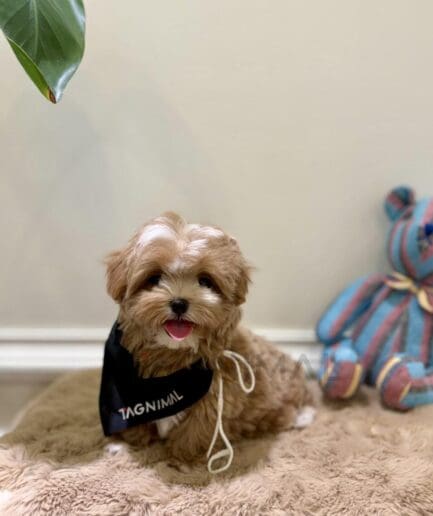 Adorable fluffy puppy with bright eyes and soft fur.