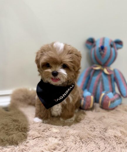 Adorable fluffy puppy with bright eyes and soft fur.